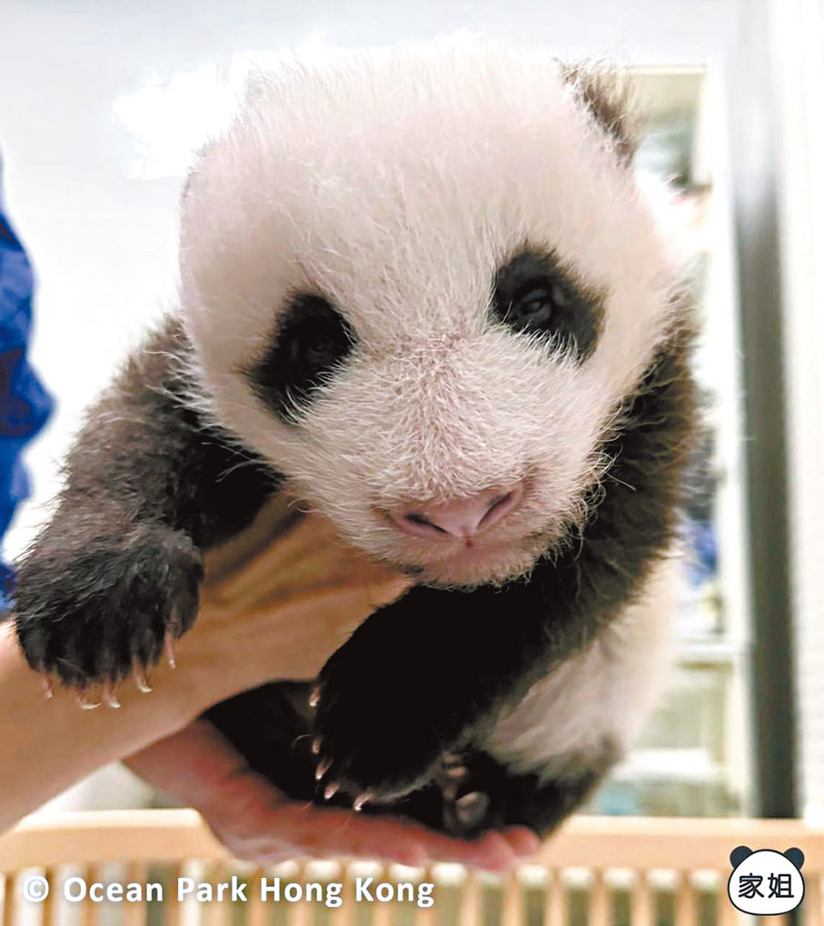 ●港產大熊貓「細佬」（上圖）、「家姐」（下圖）已開眼。