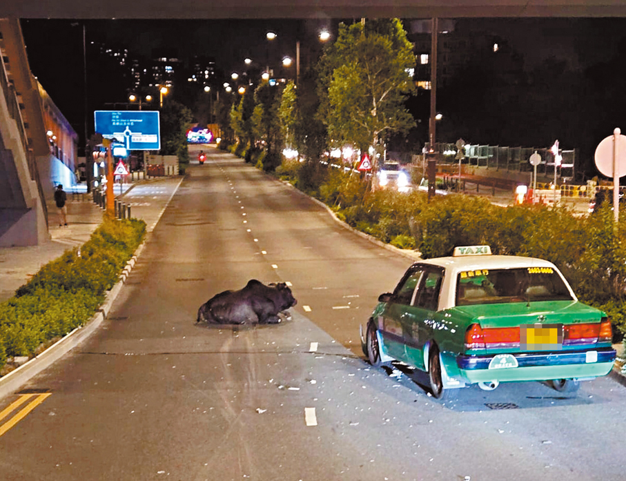 ●馬鞍山西沙路交通意外中,一頭黃牛被新界的士撞中傷重死亡。 網上圖片