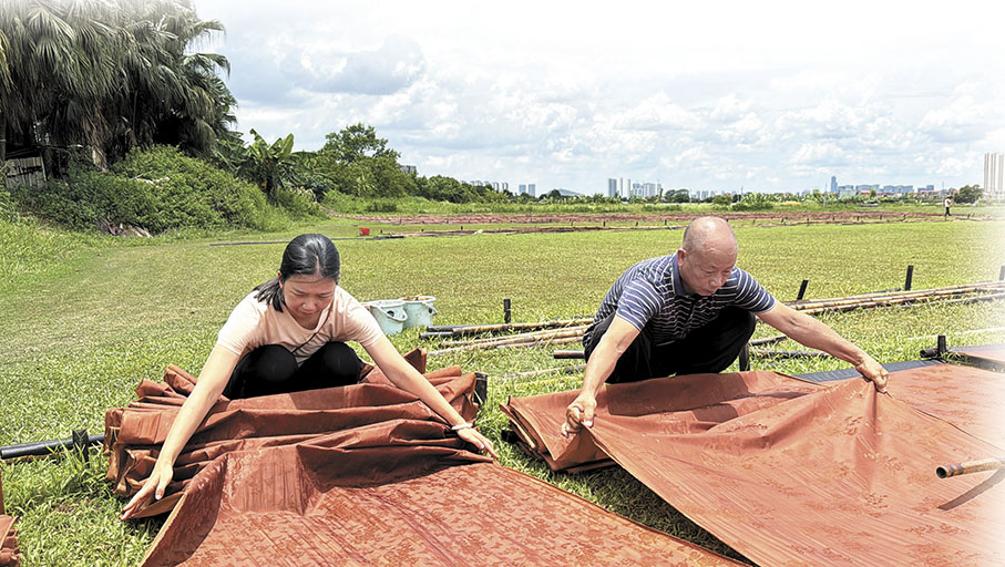 ●陳偉明（右）、陳紅翎父女在曬場上忙碌。