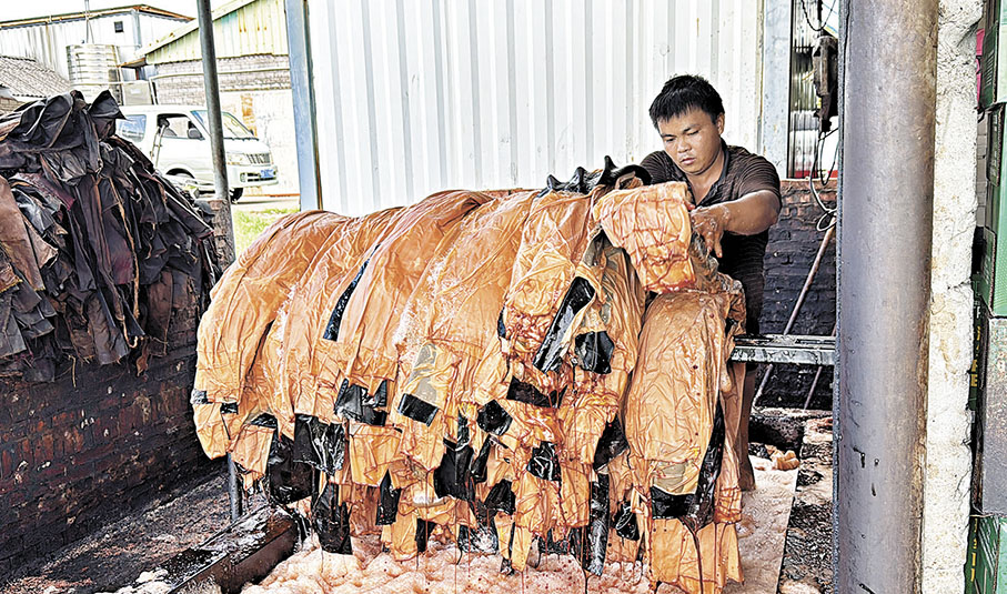 ●工人將經過薯莨水充分浸染後的坯綢撈起來準備到太陽下晾曬。