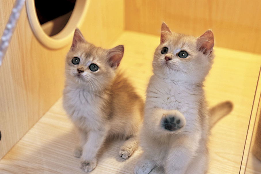 ●可愛的萌寵正形成千億級消費市場。 香港文匯報記者李紫妍  攝