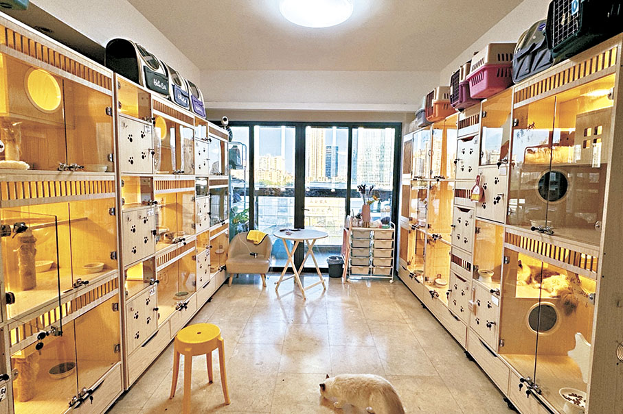●寵物寄養通常按空間和房型收費。圖為一家寵物店的貓櫃。 香港文匯報記者李紫妍  攝