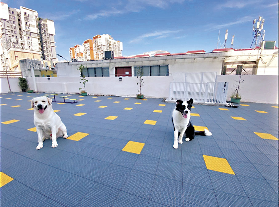 ●一些「寵物樂園/幼兒園」還會為萌寵們安排豐富多彩的活動。圖為廣州一家寵物幼兒園，寄養的狗狗們正在戶外玩耍。 香港文匯報廣州傳真