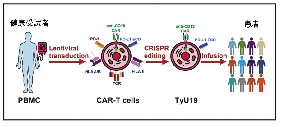 ●TyU19的製備和使用。   香港文匯報上海傳真