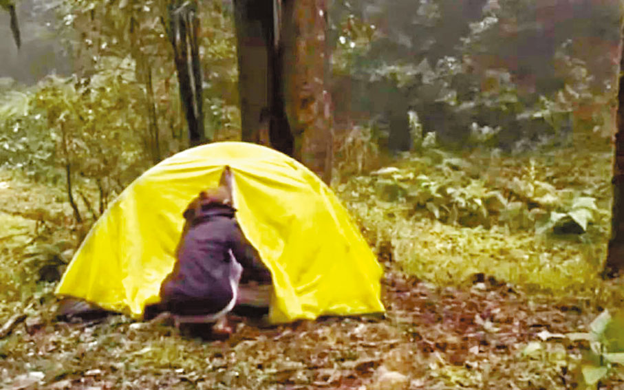 ●一博主擅闖哀牢山保護區露營。網上圖片