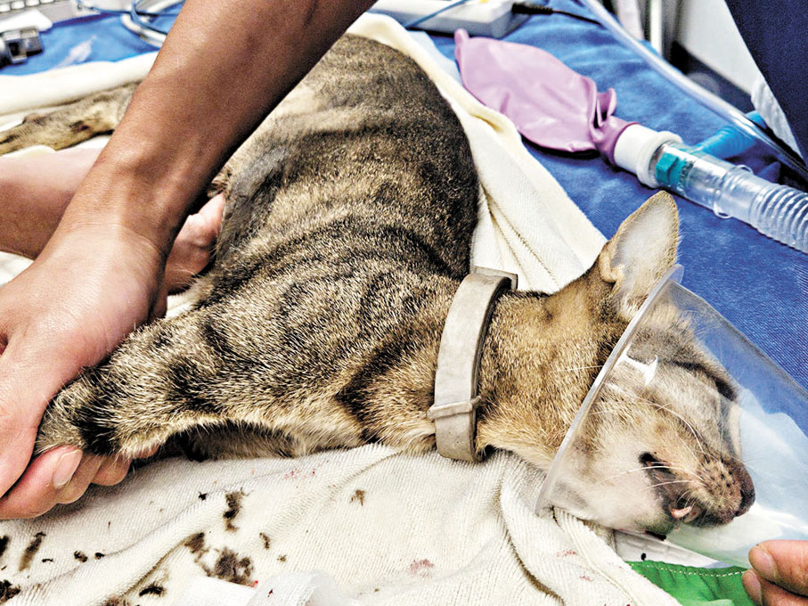 ●貓咪被送往獸醫診所搶救後，至昨日清晨不治。「毛守救援」Fb圖片