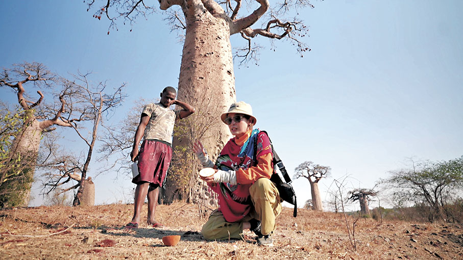 ●「芒谷齊跨谷大橋」到處都是千年猴麵包樹。