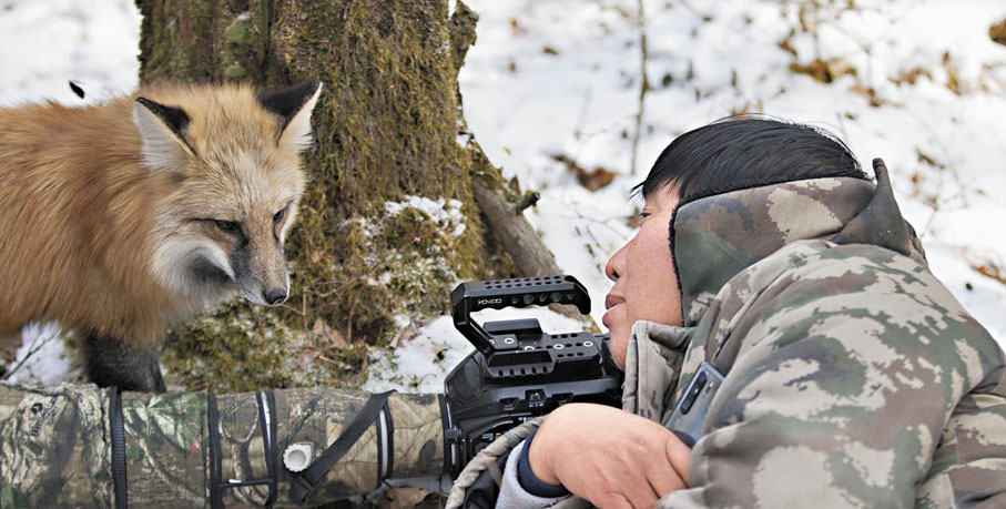 ●國家二級保護動物——赤狐，俗稱「火狐狸」，拍攝過程中主動靠近萬興富。
