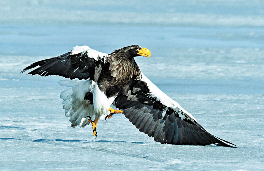 ●萬興富拍攝的國家一級保護野生動物——虎頭海雕。