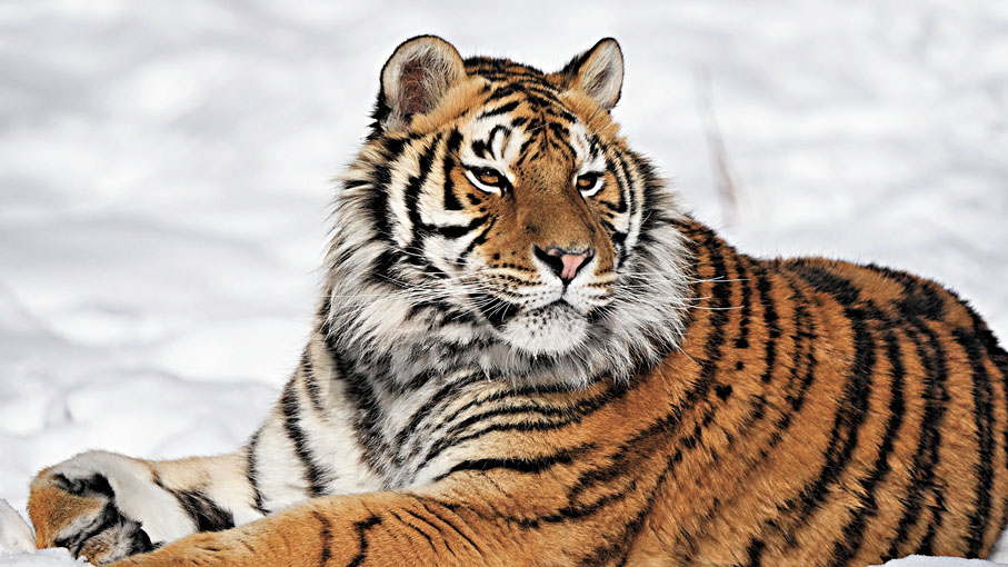 ●萬興富拍攝的國家一級保護野生動物——東北虎。