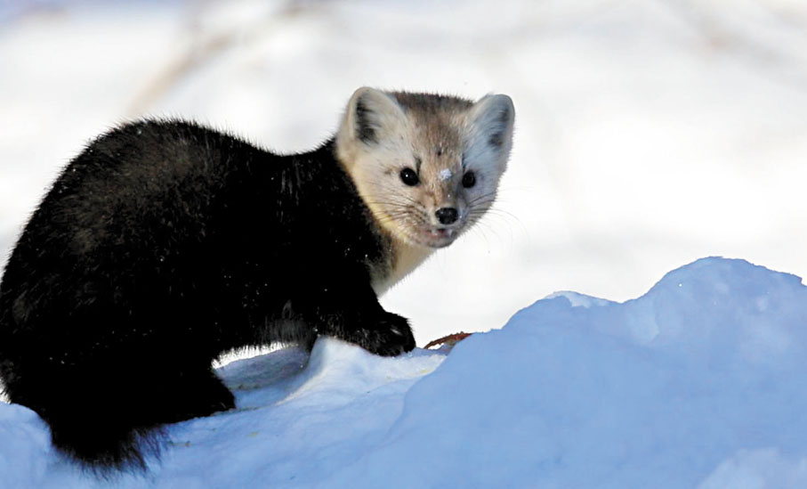●蹲守四年，萬興富拍下國家一級保護野生動物——紫貂。