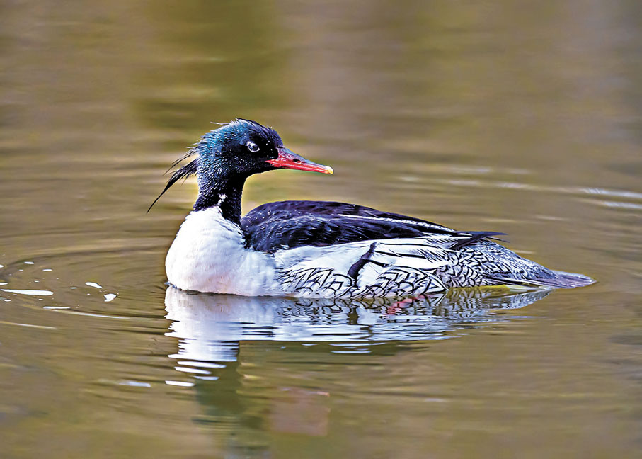 ●萬興富拍攝的國家一級保護野生動物——中華秋沙鴨。