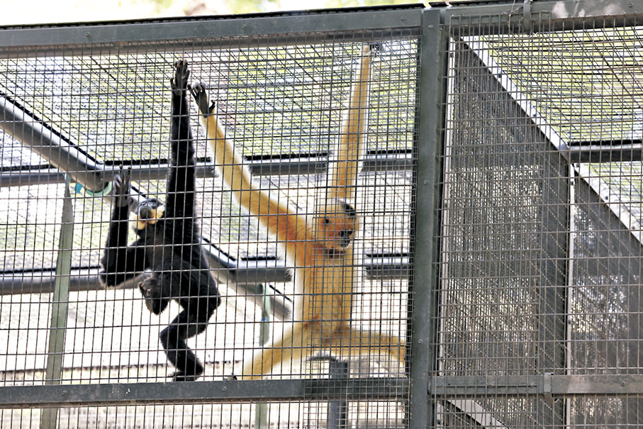 ●香港動植物公園連日發生猴子集體死亡事件。香港文匯報記者劉友光  攝