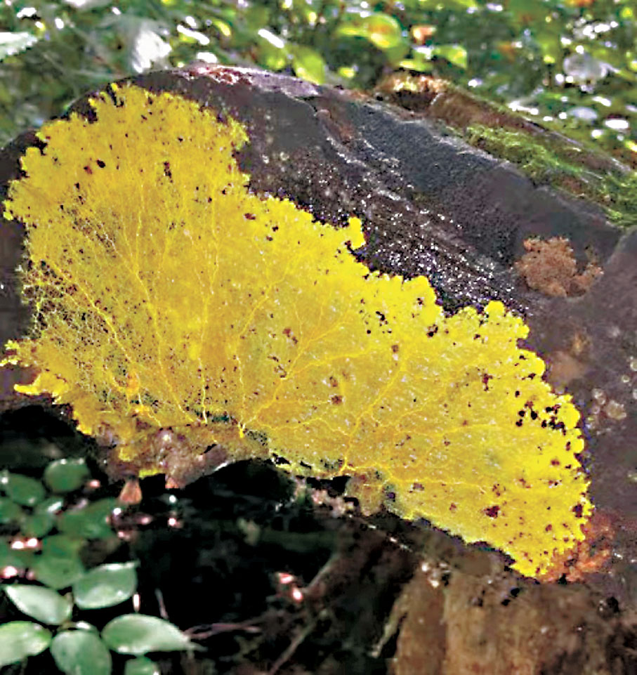 ●部分年輕人認為黏菌的生長過程有趣。 網上截圖