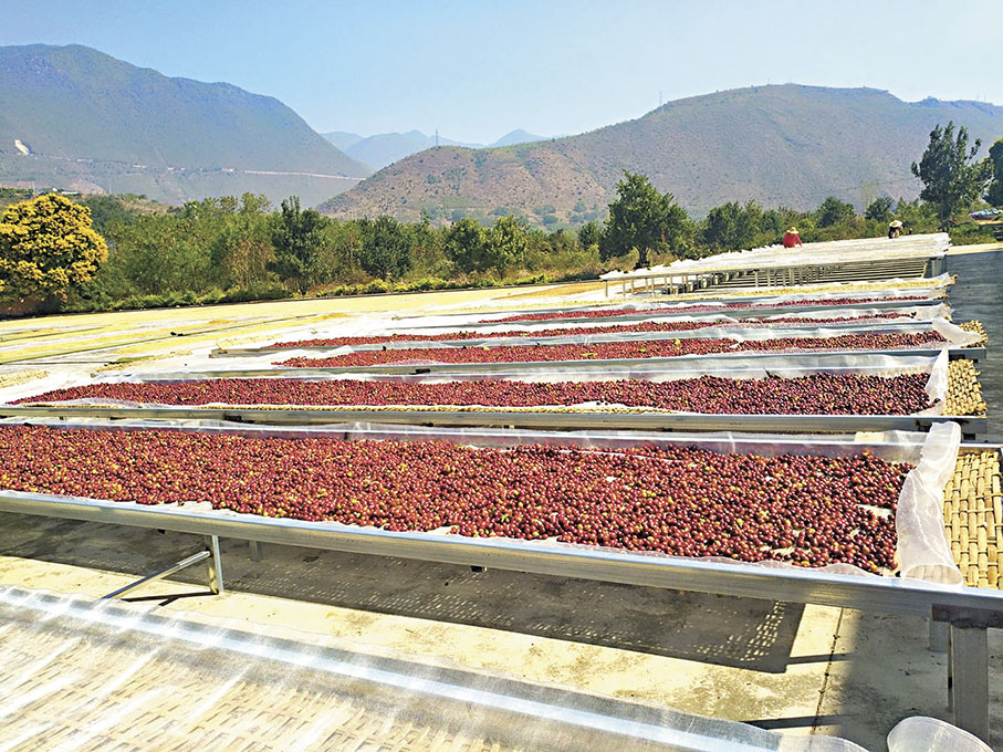 ●咖啡豆在太陽下晾曬。