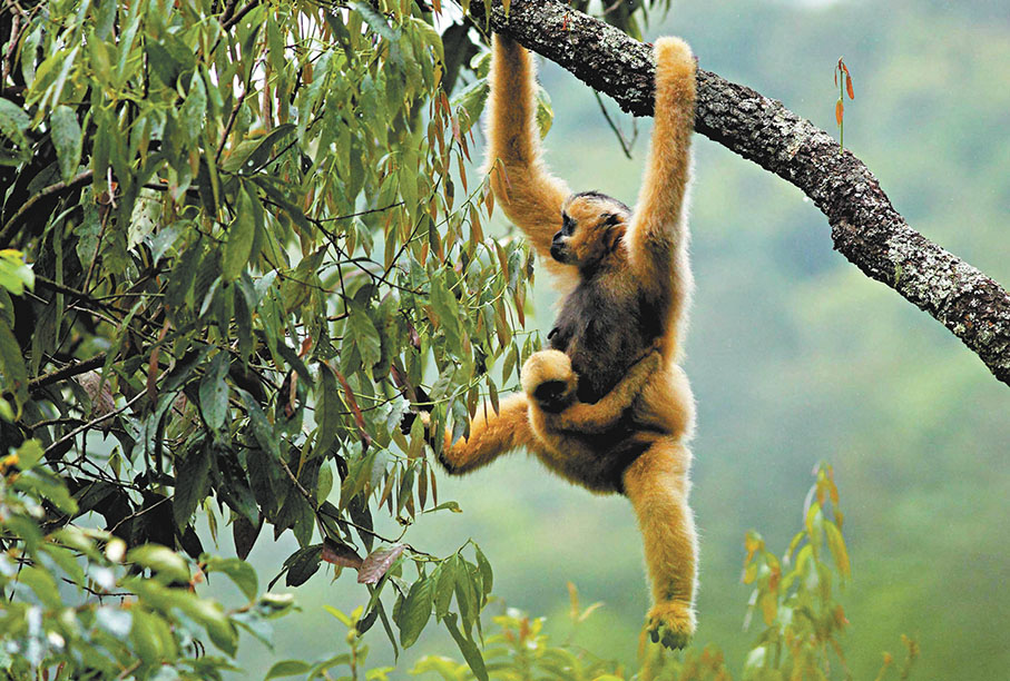 ●圖為棲息於雲南哀牢山、無量山保護區的黑冠長臂猿。 資料圖片