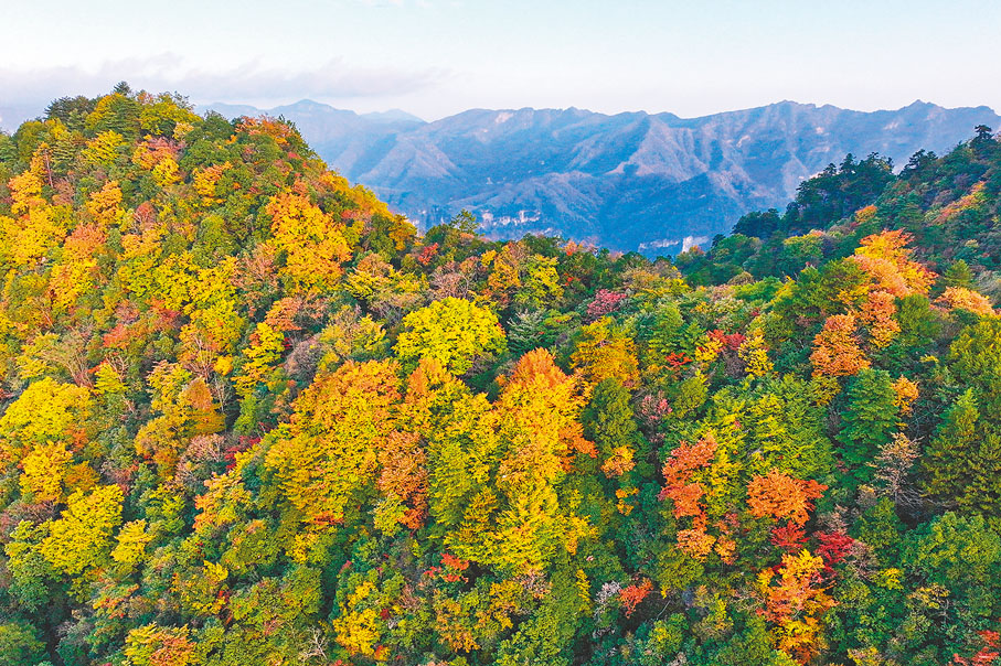 ●10月23日是霜降節氣，四川巴中市南江縣光霧山鎮燕子嶺高山區秋意漸濃，彩林如畫。 中新社