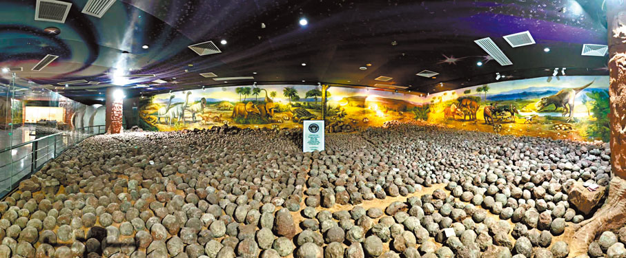 ●河源恐龍博物館展出數量驚人的恐龍蛋化石。 受訪者供圖