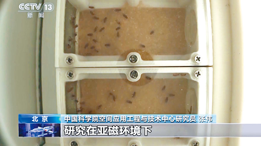 ●神十九乘組此次將攜帶果蠅上空間站展開生命科學實驗。視頻截圖