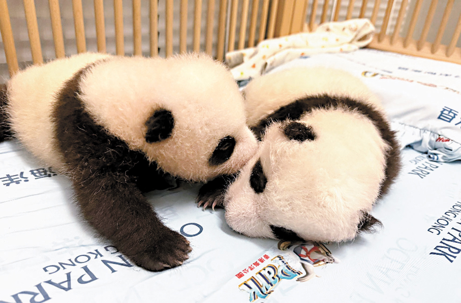 ●海洋公園將為大熊貓盈盈的一對龍鳳胎BB舉行百日慶典。