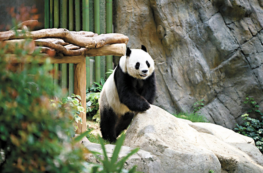 ●大熊貓爸爸樂樂放完「侍產假」，11月23日起重新和公眾見面。　