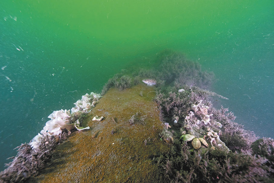 ●裸露在海床表面的經遠艦鐵甲堡結構。