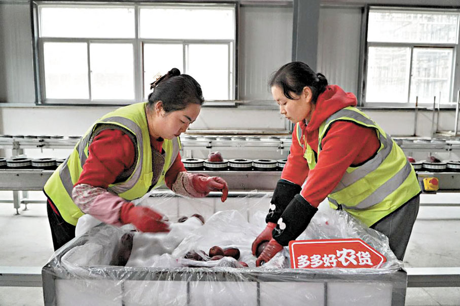 ●今年第1,500億件快遞是來自拼多多平台的花牛蘋果，正從甘肅發往重慶。 香港文匯報深圳傳真