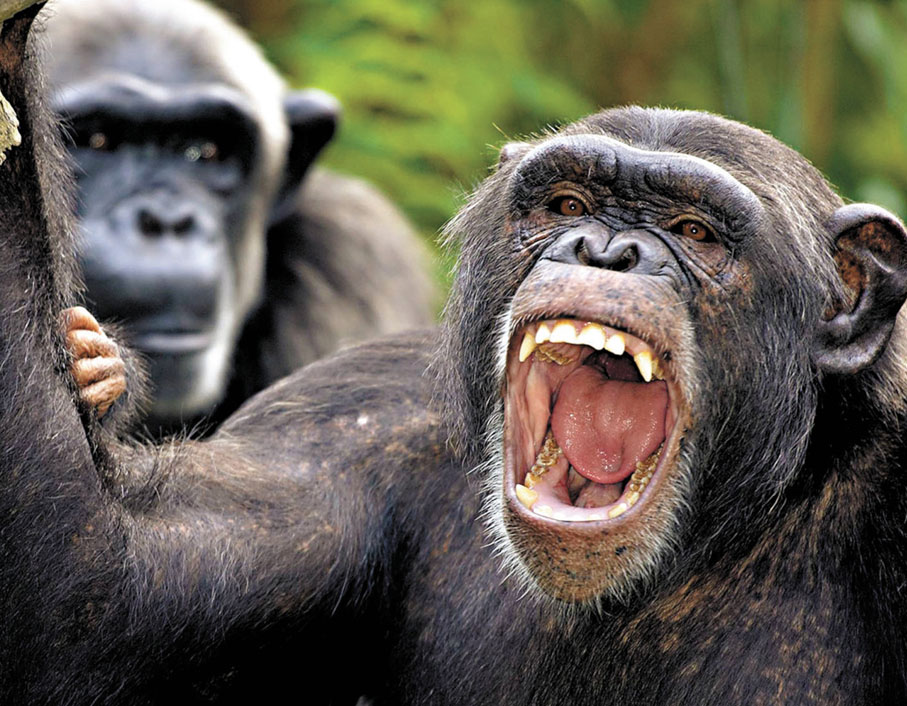 ●科學家發現德馬尼西早期人類與黑猩猩有相似之處。圖為黑猩猩正在吼叫。 資料圖片