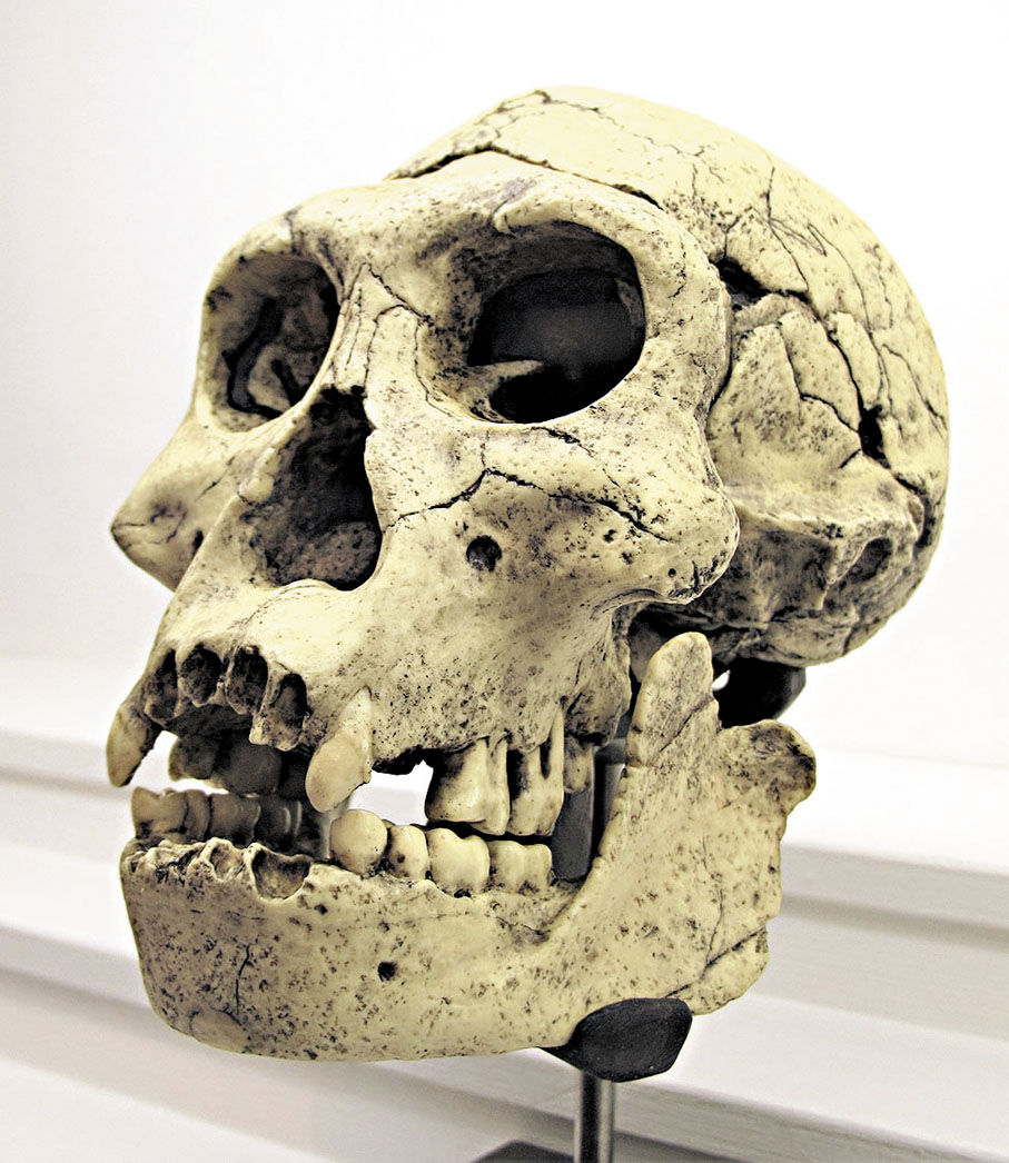 ●圖為德馬尼西早期人類化石的複製品。網上圖片