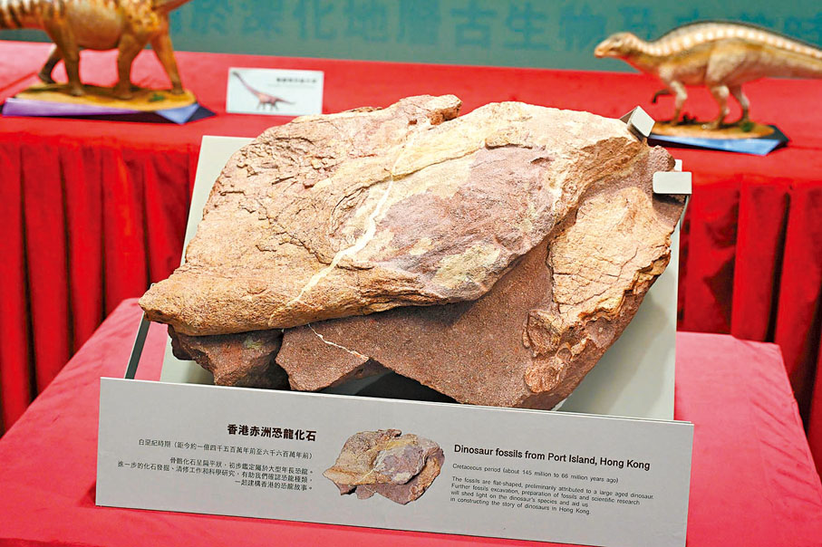 ●圖為香港聯合國教科文組織世界地質公園範圍內的赤洲發現的恐龍化石。政府新聞處圖片