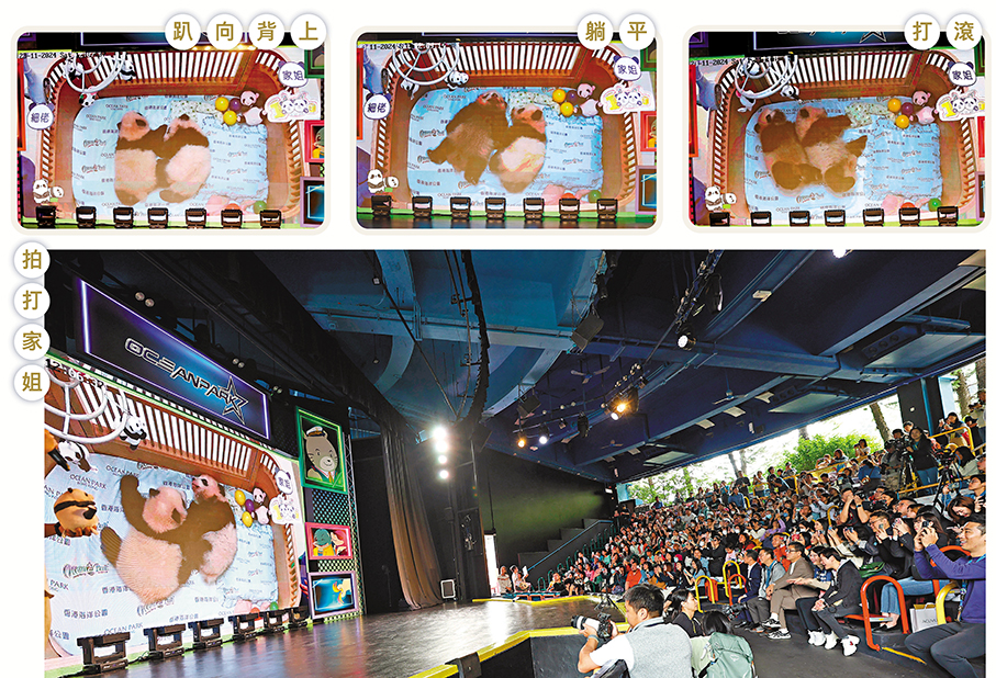 ●入場訪客在「威威劇場」觀看大熊貓雙胞胎直播。 香港文匯報記者萬霜靈  攝