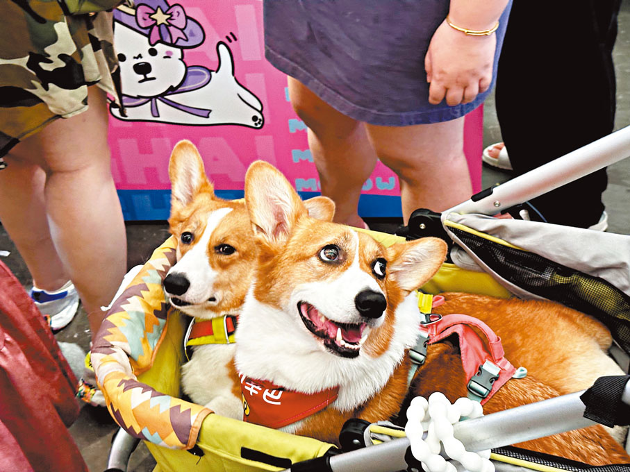 ●人寵出行成常態。