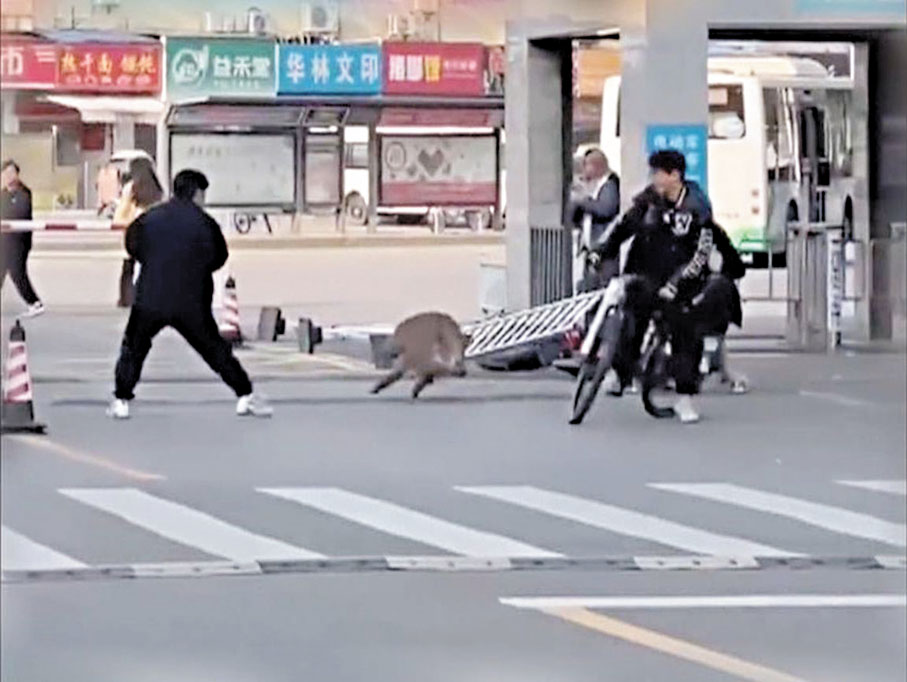 ●近日，長江大學武漢校區出現狂奔野豬，有騎車行人險些被撞。  視頻截圖