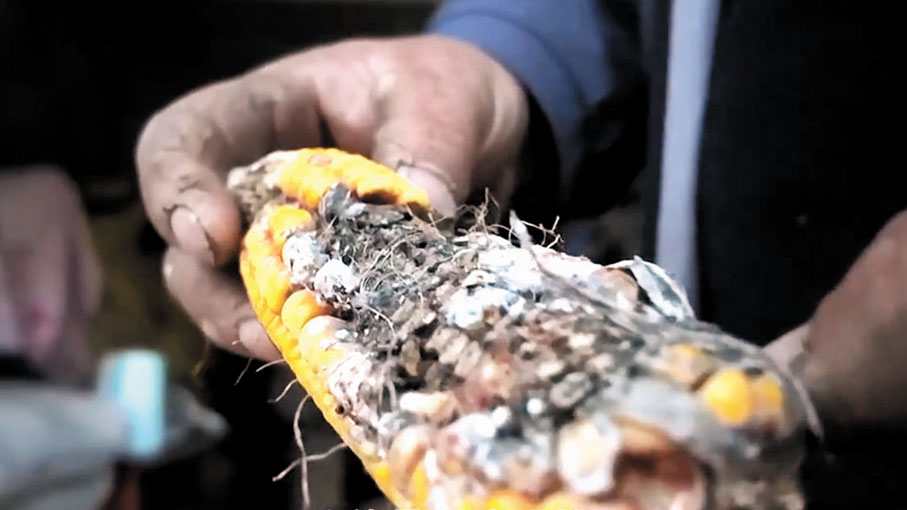 ●被野豬吃過的玉米。  視頻截圖