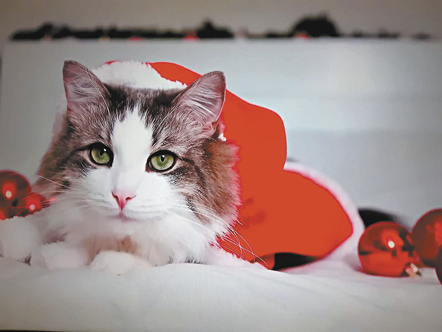 ●《貓咪音樂》──《平安夜》 作者供圖