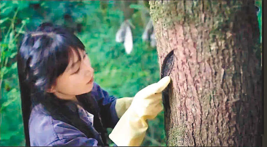 ●李子柒在首個回歸視頻「紫氣東來」中，展現的非遺漆藝是從割漆開始。 網絡圖片