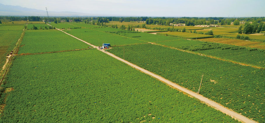 ●從農田到餐桌，李錦記均嚴格把關，對產品品質百份百堅持。