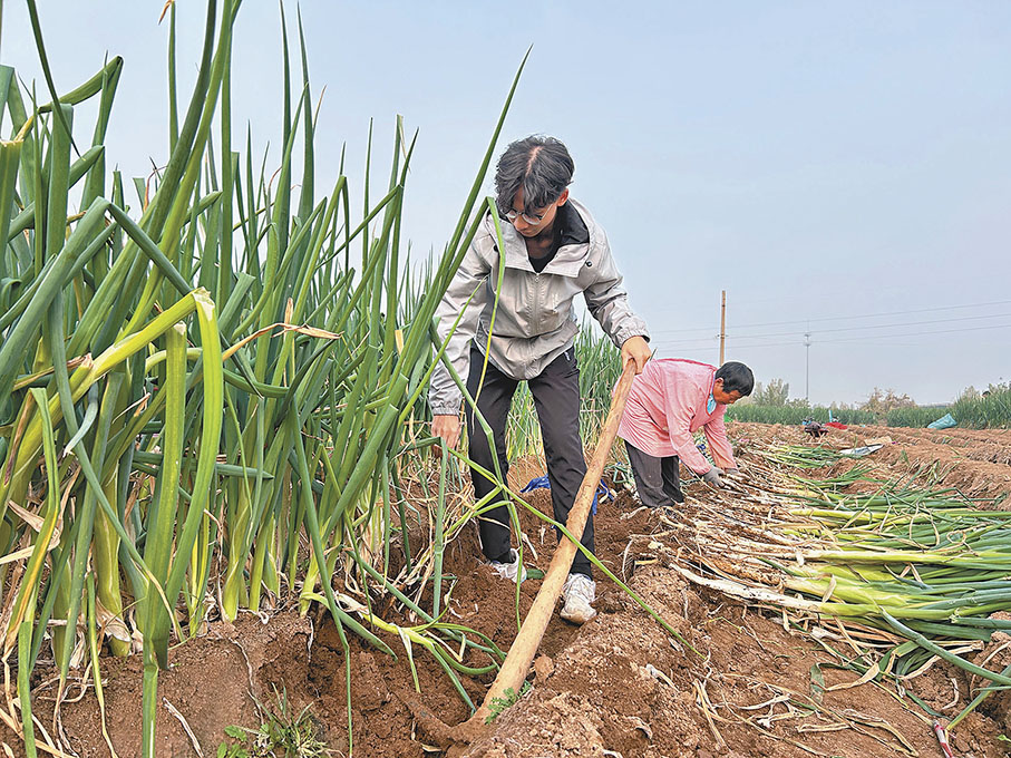  ●侯迪豐在田間拔大蔥。    香港文匯報記者胡臥龍  攝