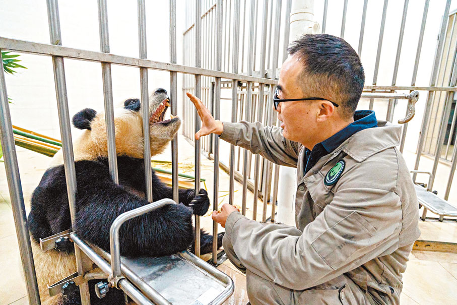 ●12月4日，飼養員用手勢指令讓大熊貓「福寶」張開嘴，對其進行口腔和牙齒檢查。 新華社