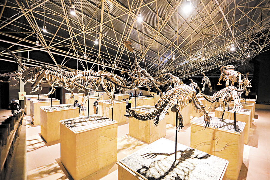 ●雲南祿豐恐龍遺址館裏陳列的恐龍化石。  