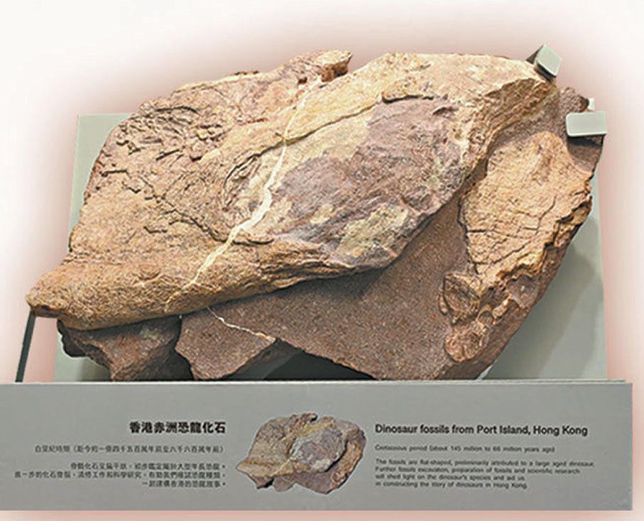●香港赤洲恐龍化石展示。 資料圖片
