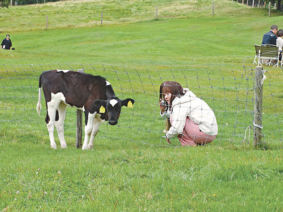 ●乳牛吸引了小朋友