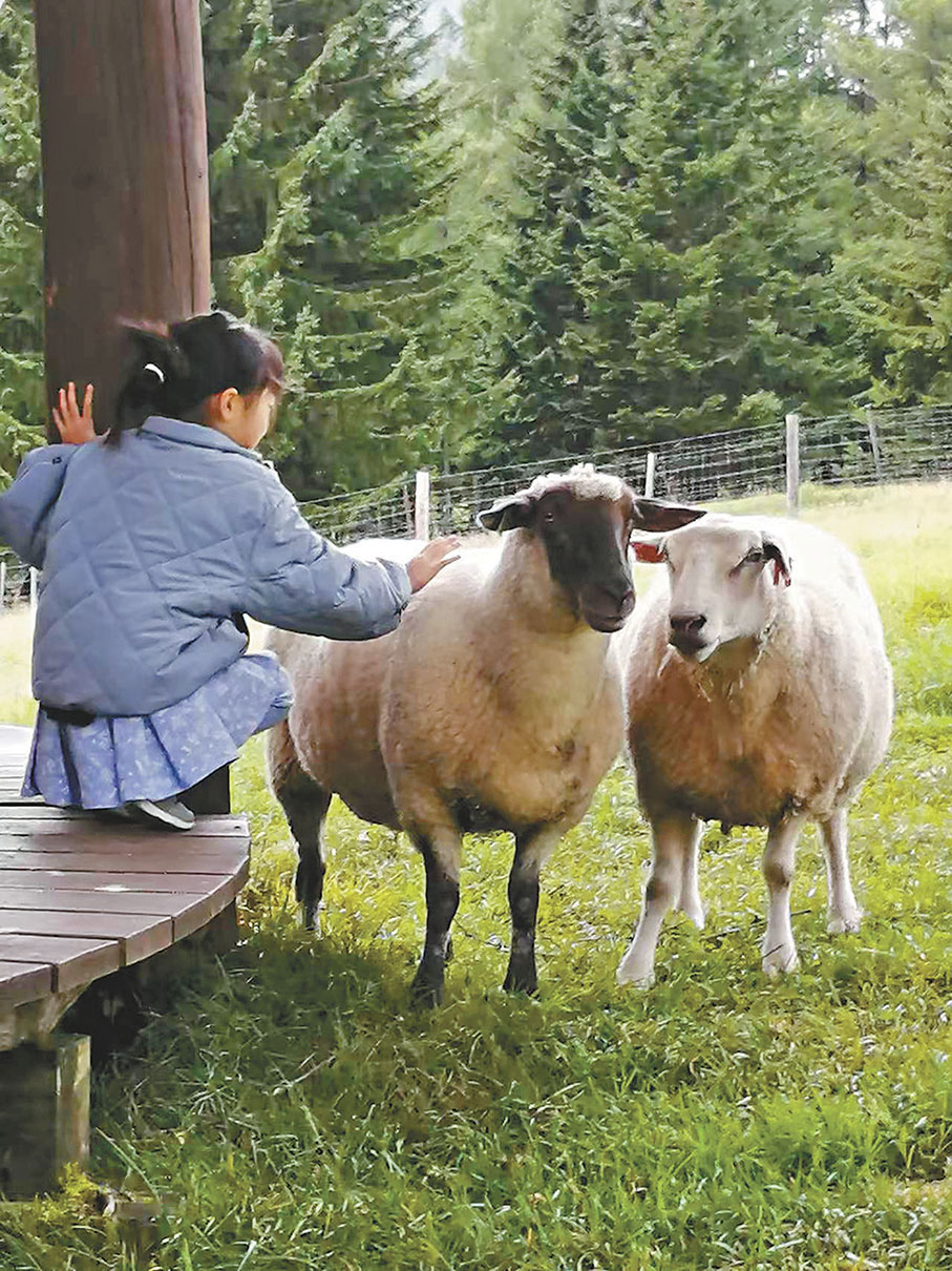 ●度假村農場親近綿羊