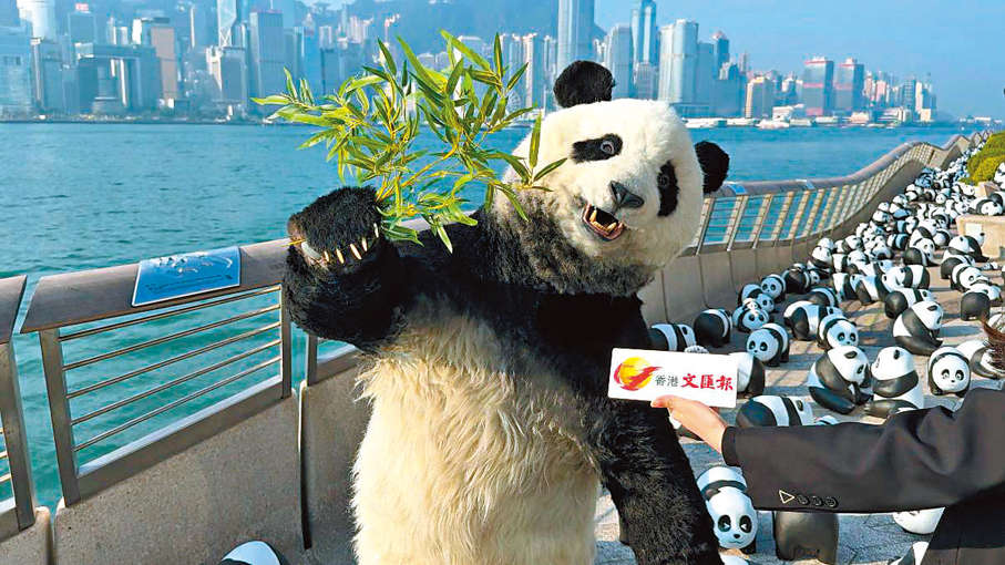 ●香港文匯報記者有幸訪問「大熊貓導遊」。 香港文匯報記者孫嘉蔚  攝