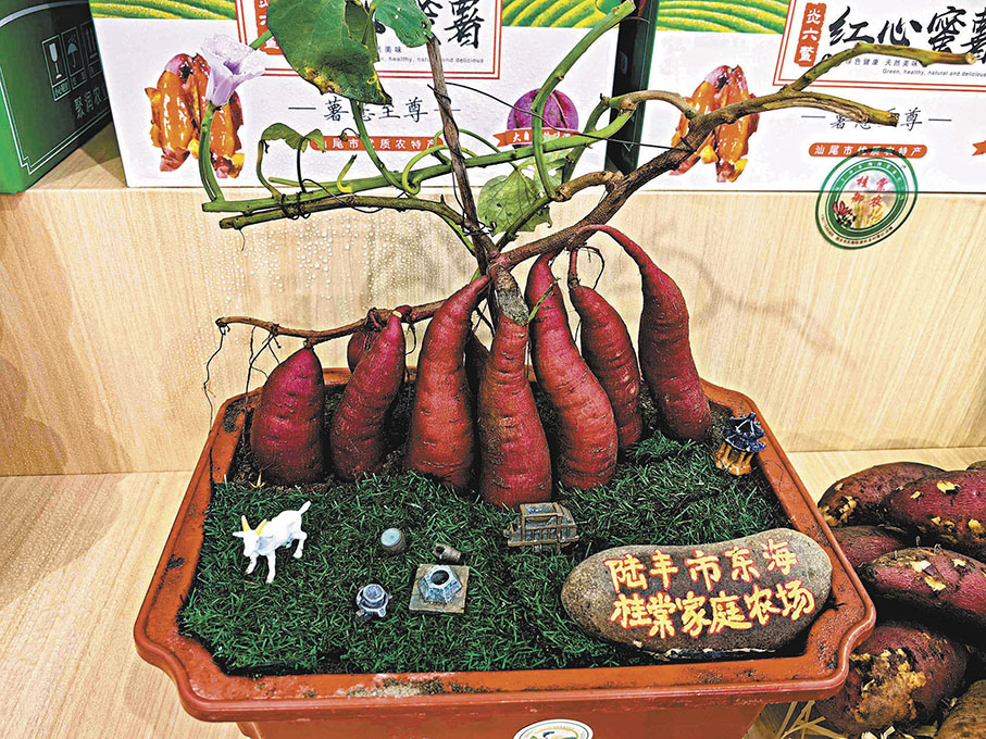 ●特色紅薯盆栽吸睛。 