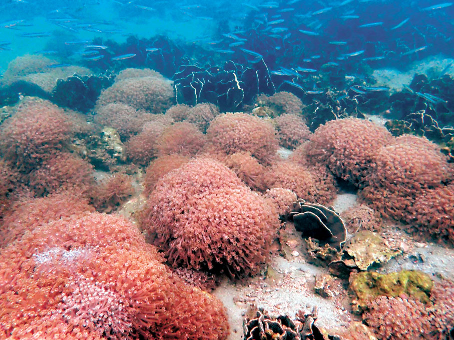 ●圖示橋咀洲的珊瑚群落。