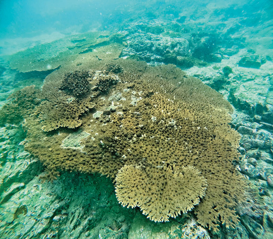 ●圖示果洲群島的鹿角珊瑚。