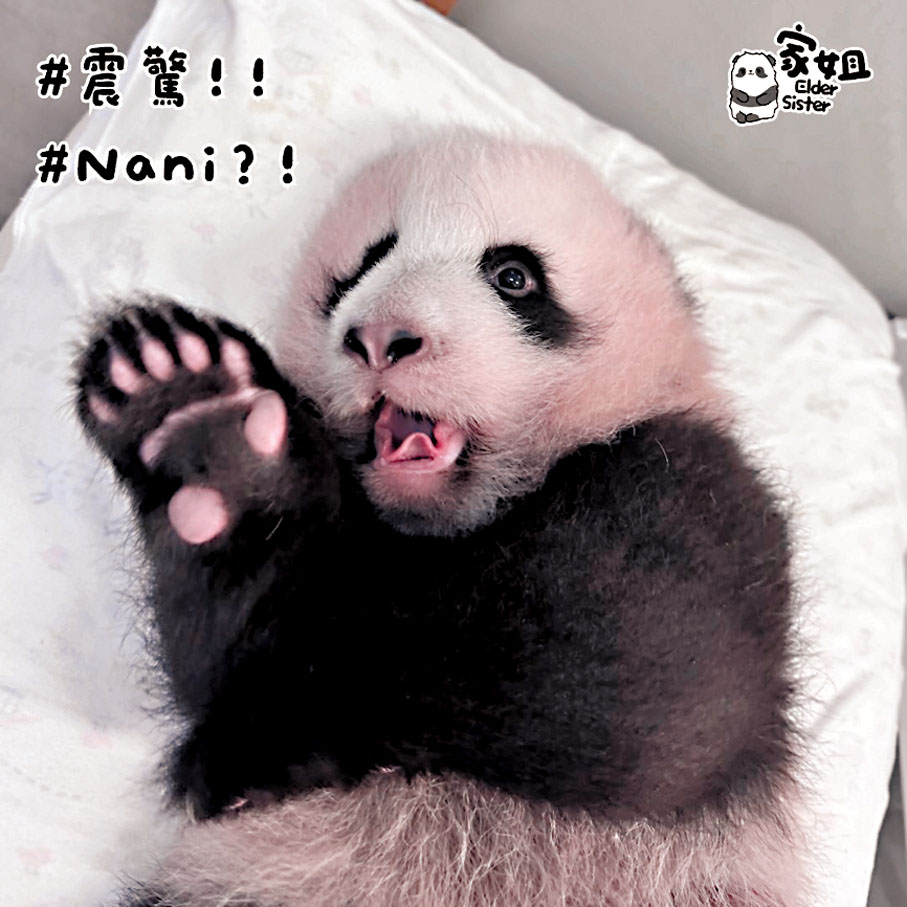 ●海洋公園龍鳳胎熊貓BB家姐（上圖）和細佬（下圖）。海洋公園Ig圖片