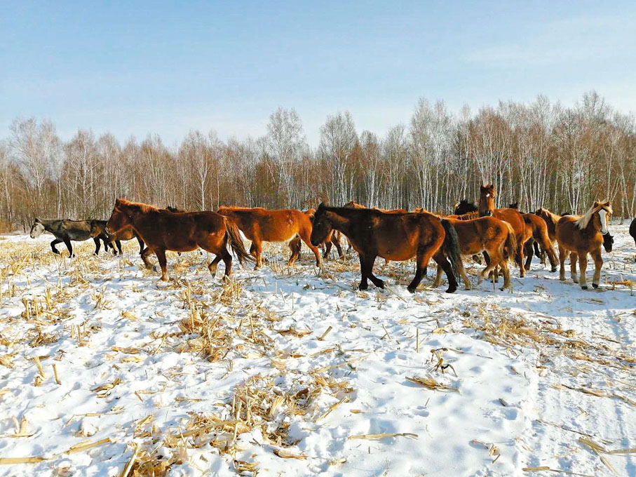 ●農業種質資源普查摸清「家底」，尋回曾宣布滅絕畜禽十品種。圖為黑龍江黑河市的黑河馬群。 香港文匯報北京傳真