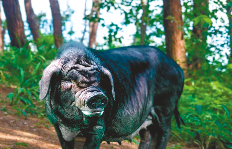 ●豪杆嘴型內江豬　網上圖片